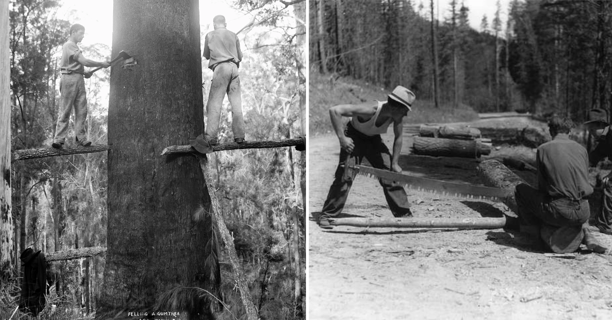 Old photo of men felling trees with hand saws